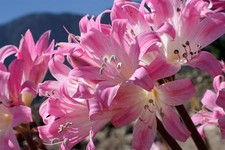 6 Amaryllis Belladonna - Pink Naked Ladies - Surprise Lily - 6 BULBS PER ORDER