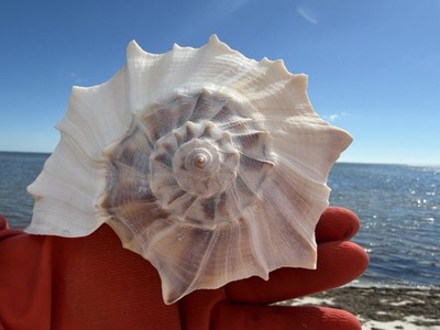 Large GULF Lightning Whelk Seashell Polished Conch Shell Rare Real 7-8'' In