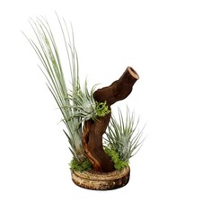 Exotenherz - Tillandsien auf Wurzelbaum - 3 Pflanzen