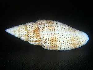 MITRA "NEBULARIA" ROSACEA: GEM LARGE SPECIMEN @ 38.7MM!