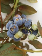 Garten-Heidelbeere 'Liberty'