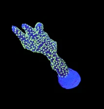 WYSIWYG XL Tubbs Stellata Monitora Coral Frag