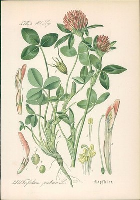 Chromolithographie : Kopfklee. Wiesenklee. Rotklee. Trifolium pratense L. Legumi