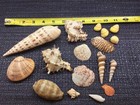 SEASHELL lot COWRIE TURRET HEXAPLEX CLAM TURKEY WING SNAIL beautiful ocean — photo 3
