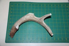 XXLarge Straight Deer Antler Dog Chew 45 / bone chews deer elk treats deer 405