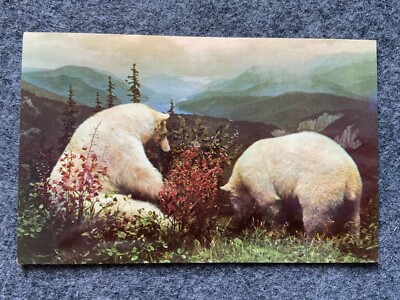 Kermode Bear Exhibit, Denver Museum in Colorado Vintage Postcard