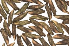 Two-Tailed Swallowtail (Papilio multicaudata) - LIVE Chrysalis, Overwintering