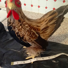 Chicken Ornament/Figurine Collectable Figure with Real Feather Detail Not Real