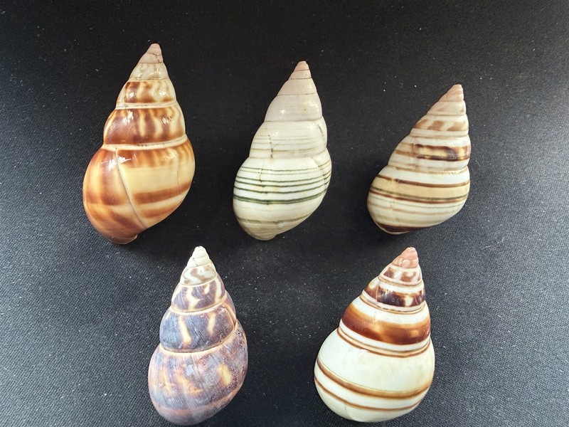 #G Lot of 5 large beautiful F+/F++ Liguus Fasciatus 46-53mm land snail shells