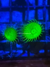 CE- WYSIWYG Lemon Lime Zoa Zoanthid Frag Live Coral LPS SPS #R1GF13
