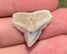 Fossil Bull shark From The lee Creek Mine, Aurora NC