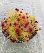 Mousse de sphaigne vivante rouge-jaune mousse de tourbe vivante sphaigne vivante