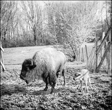 Ansco Speedex 4.5 Special Folding Camera Agfa Solinar 1 : 4.5 / 85 German