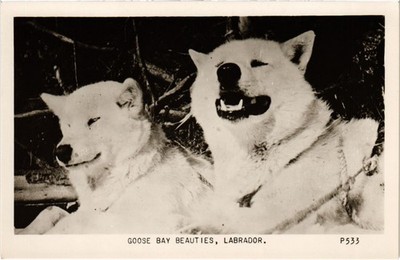 PC CANADA, NEWFOUNDLAND, DOG, GOOSE BAY BEAUTIES, Vintage Postcard (b61415)