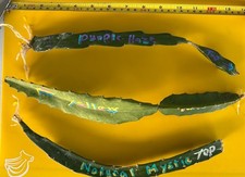 Rooted Dragon Fruit Cuttings   Lot of 3   Live Plants