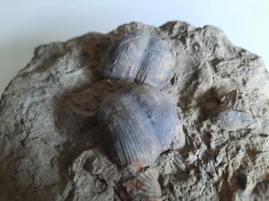MUSEUM QUALITY High Relief Fossil Brachiopod Dual Mortality Plate PRODUCTIDS ?