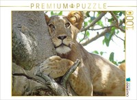 Calvendo Puzzle LöWen Auf FeigenbäUmen | 1000 Teile Lege-GrößE 64X48Cm Foto-Puzz