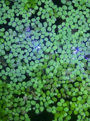 Salvinia Minima - aka Water Spangles