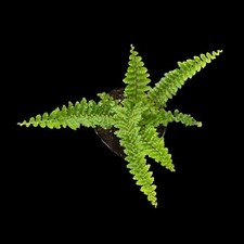 Nephrolepis exaltata, Terrarien Pflanzen Regenwald Terrarium  tropischer Farn