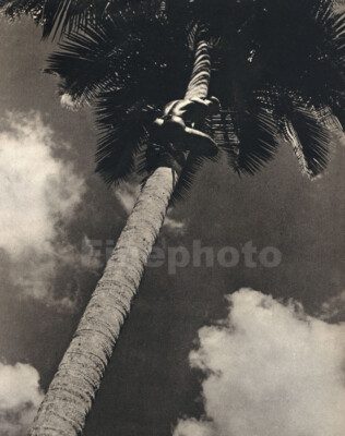 1930s Vintage LIONEL WENDT Ceylon Sri Lanka MALE NUDE Climbing Coconut