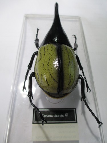 Coppia Scarabeo Dynastes Hercules - Foto 8 di 23