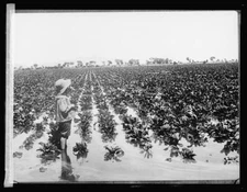 Salt River Project, [Arizona] 400 acres of sugar beets [...] desert land