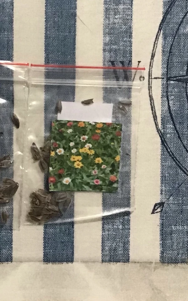 Zinnia (Molino Mix) 500+ Seeds. Instructions Included x - Image 2 of 4