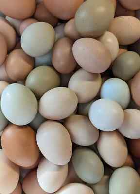 22 Fresh Fertile Chicken Hatching Eggs   Purebred/Barnyard Rare Mix   Fast Ship