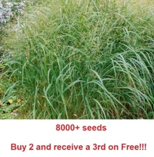 8000 + SWITCHGRASS Seeds Native Tall Grass Prairie Ornamental Perennial