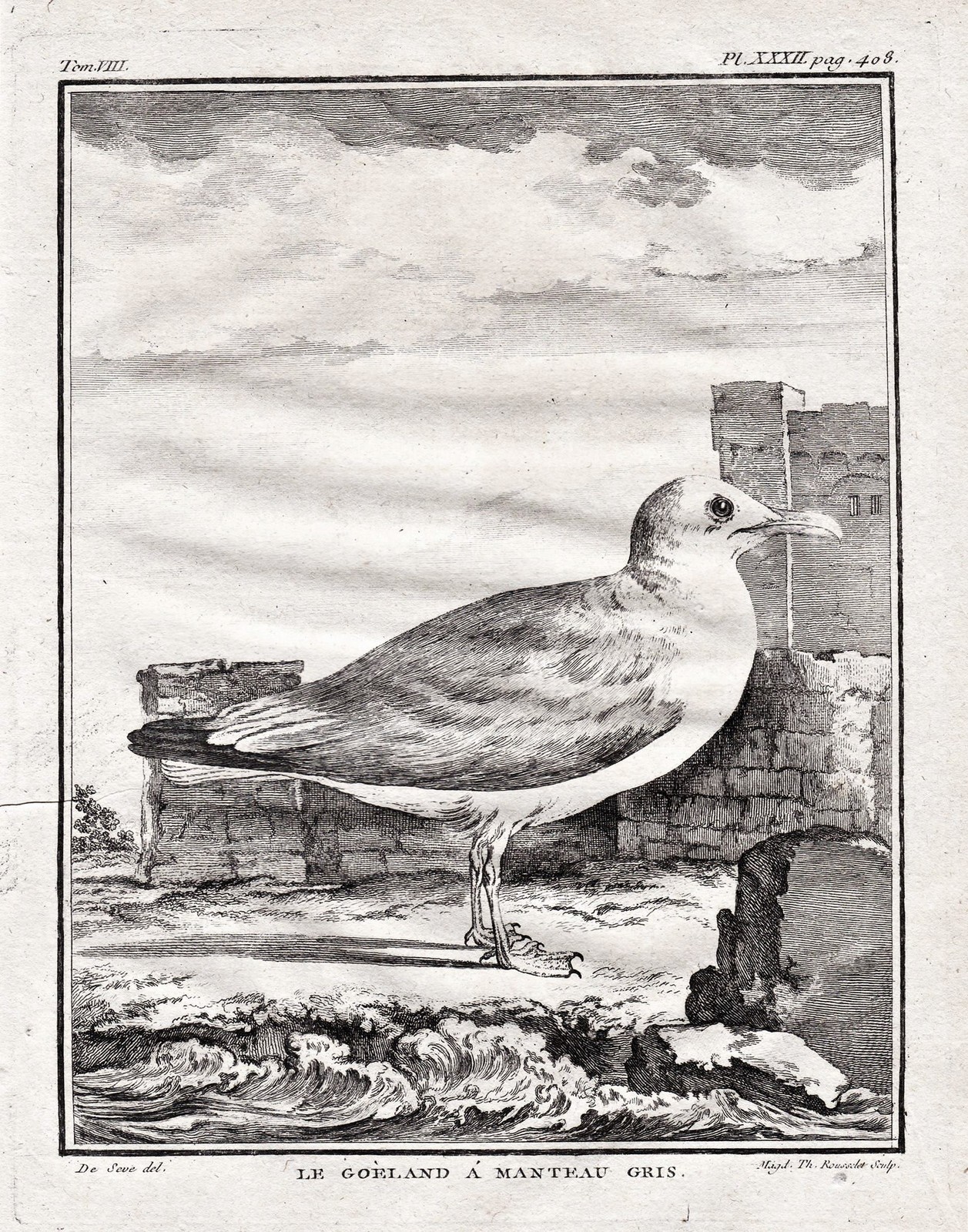 Gaviota De Espalda Negra Ave Grabado En Cobre Buffon 1780