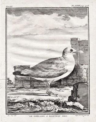 Möwe black-backed gull Vogel bird gravure Kupferstich engraving Buffon 1780