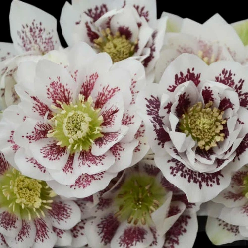 Hellebore Plants - Confetti Cake