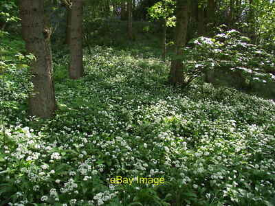 Photo 6x4 Marles Wood on the banks of the Ribble Wild garlic in profusion c2011