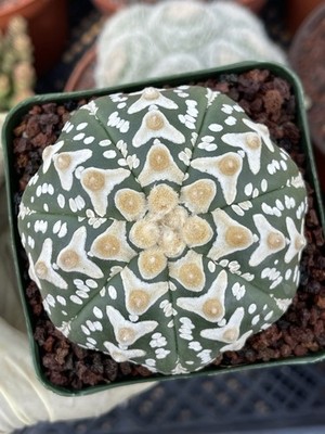 3.5 Astrophytum V type | Live cactus | Live Plant | eBay
