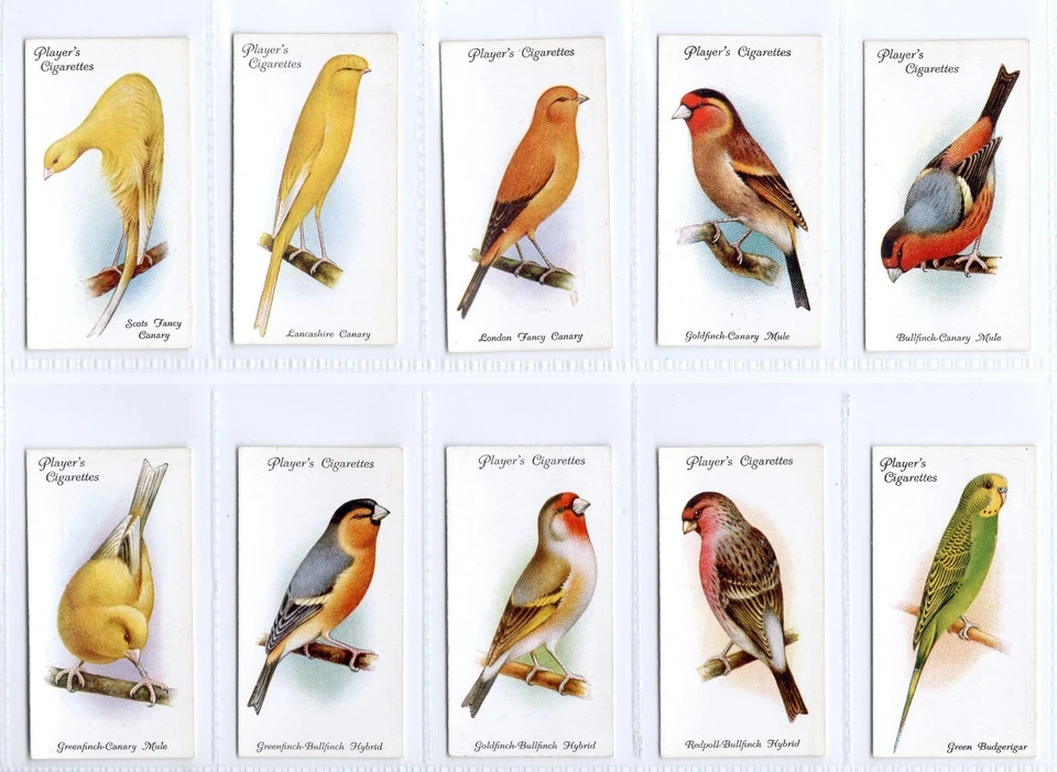 Aviary and Cage Birds Cigarette Cards Full Set of 50 issued by Players in 1933 - Image 3 of 4