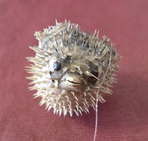 Real & Vintage Taxidermy Dried Baby Puffer Porcupine Blow Fish 3-4" w/clear line