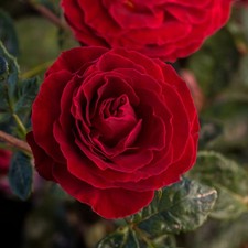 Cherrytini Rose 1.5 Gal Potted, Non-Stop Fragrant Red Flowers, Own