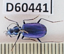 D60441. Insects, Carabidae sp. Vietnam Central