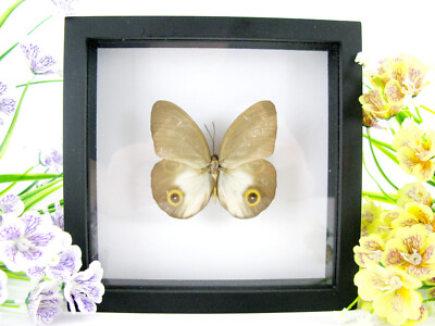 Princess Diana - Real Butterfly, Prepared in a 3D Display Case - Museum Quality