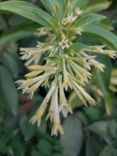 Night-blooming Jasmine - Cestrum nocturnum - 5+ seeds - Samen - W 147