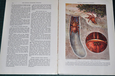 1933 SPIDERS magazine articles, trapdoor etc, lots of info & photos, color art