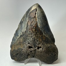 Megalodon Shark Tooth 6.01 Inch - Beast - Authentic Fossil - Colorful 20265