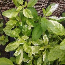 Thai Variegated Holy Basil Seeds Asian Fresh Vegetable 100 Seeds