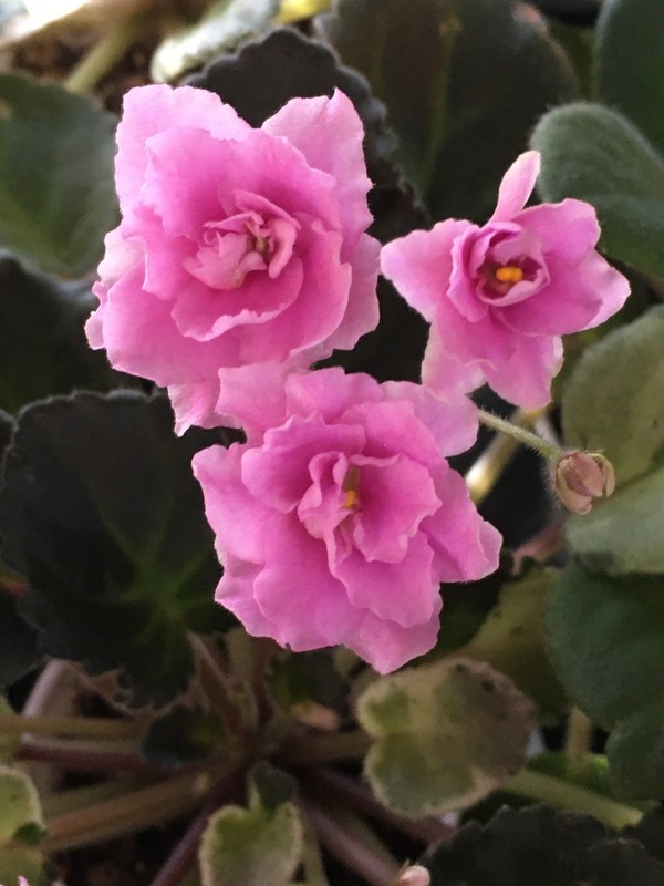 Kentucky Berry Bush, African Violet Plant, Semimini !!