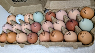 #ad 12 BYM Hatching Eggs 🥚Multiple Special Breeds $15.00