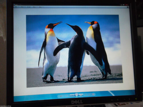 Dell 1908FP 1907FP UltraSharp 19" LCD Monitor 4-Port USB DVI UW042 FP182 DY296 - Picture 4 of 9