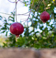 Khandari Pomegranate Seedss Punica granatum for Planting