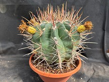 FEROCACTUS RECTISPINUS - VIVAIO IL GIARDINO DI MAYA- CACTUS 6313
