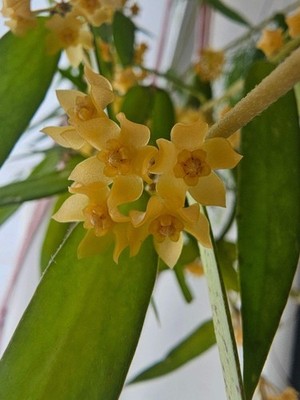 heavenly HOYA Hoya burmanica (mit splash) cutting unrooted