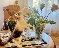 CAT , FLOWERS BOUQUET digital photo picture image virtual wallpaper background🐱